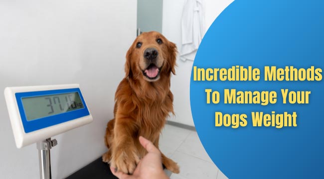 Incredible Methods To Manage Your Dogs Weight