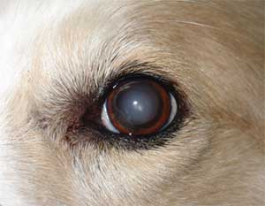 Dog eye problems