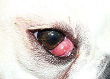 Dog eye problems