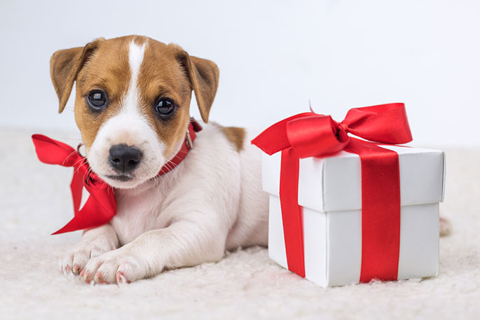 DOG GIFTS