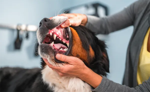 Dog Dental Problems