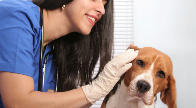 Dog Ear Infection