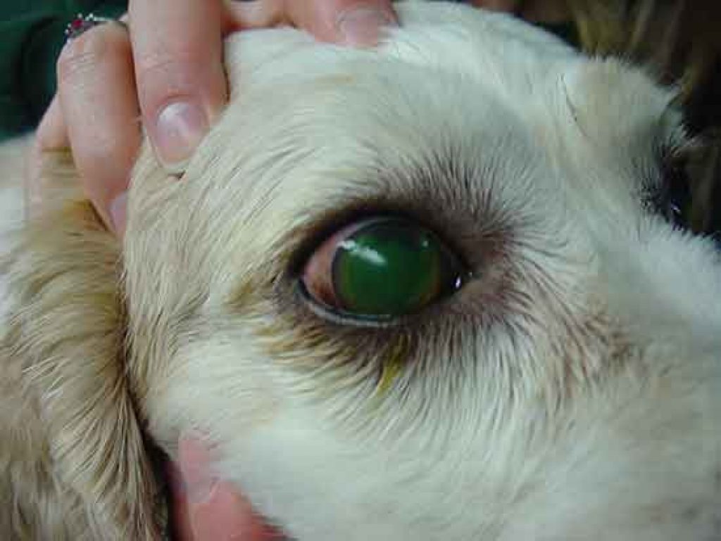 Dog eye problems