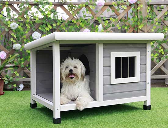 Plastic dog kennel