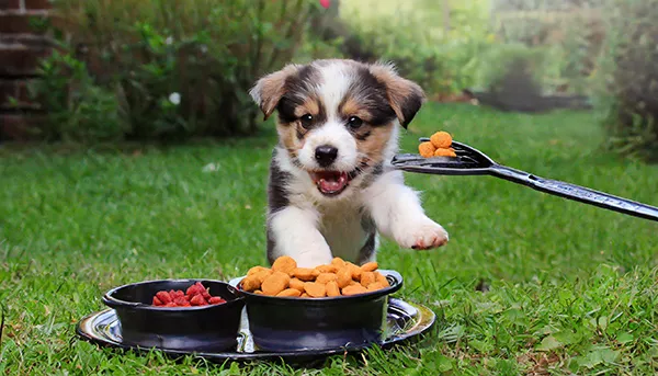Pup Skipping Meals