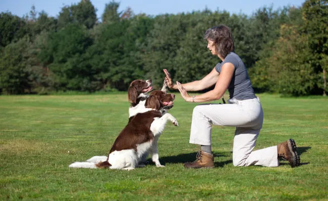 Teaching your dog to "high five