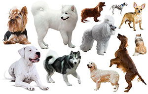 dog breeds