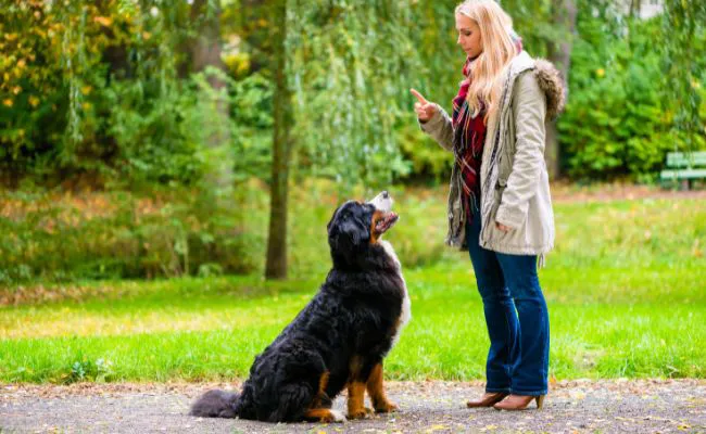 let's simplify teaching your dog the "Stop" command