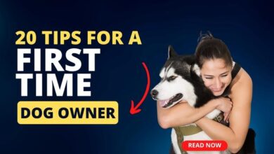 Tips For A First Time Dog Owner