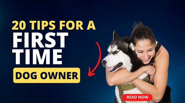 Tips For A First Time Dog Owner