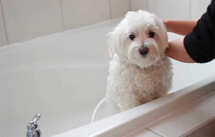 Dog-grooming-bathing