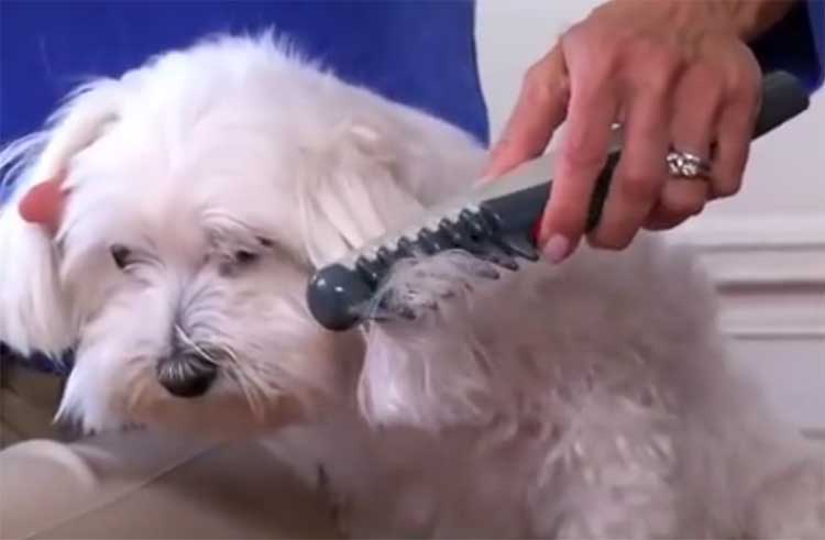 dog grooming