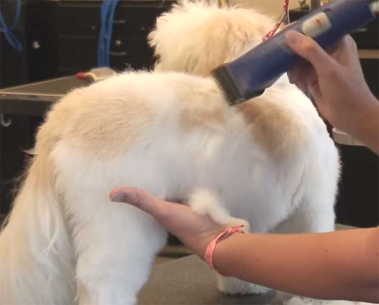 Dog-grooming-fur-clipping