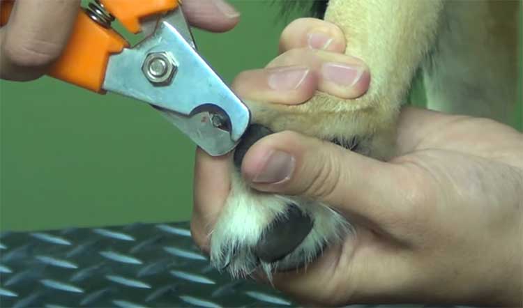 Dog-grooming-nail-clipping