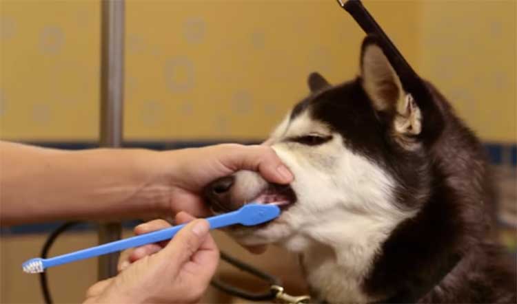 Dog-grooming-teeth-brushing