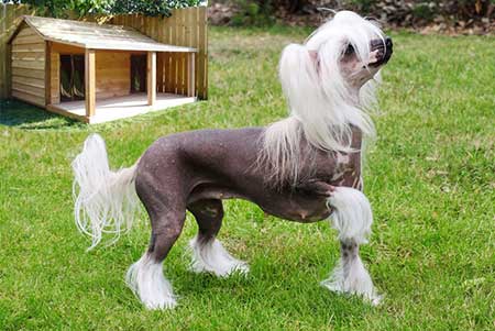 Chinese-Crested---sensitive-dog-breed