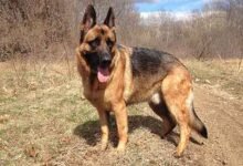 German Shepherd (GSD)