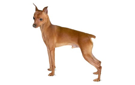 Miniature-Pinscher