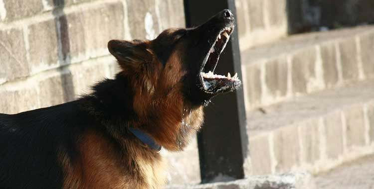Neighbors-Dog-Won't-stop-Barking