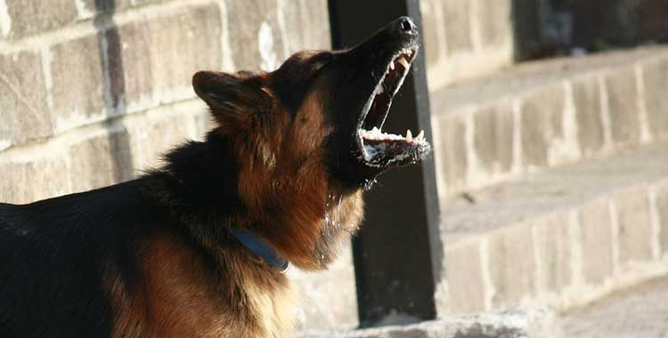 what to do when neighbors dog wont stop barking