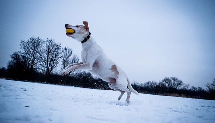 Teach a Dog to Fetch