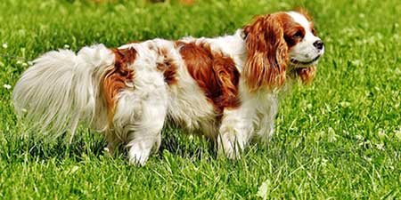 sensitive-dog-breed-Cavalier-King-Charles-Spaniel