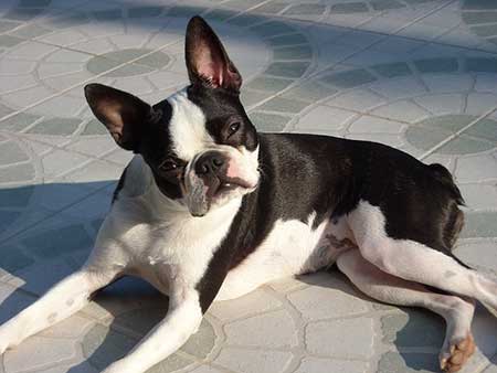 sensitive-dog-breeds--Boston-Terrier