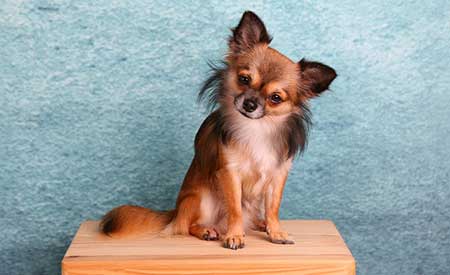 sensitive-dog-breeds-Chihuahua