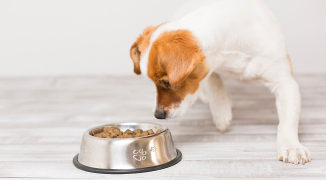 best dry dog food review