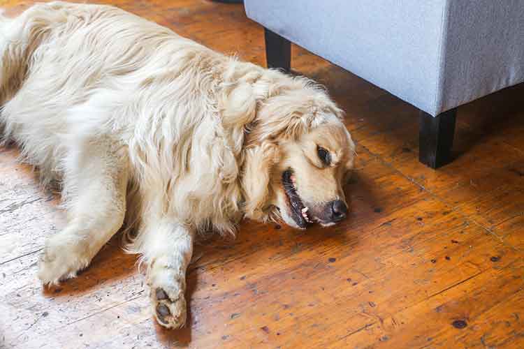 How to Stop a Dog from Shedding