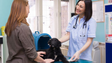Questions to Ask Your Vet on the First Visit About Medication