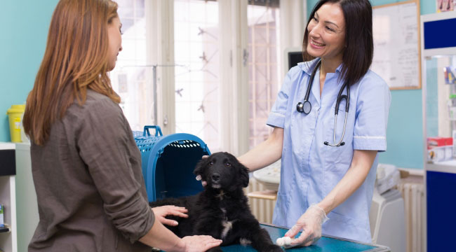 Questions to Ask Your Vet on the First Visit About Medication
