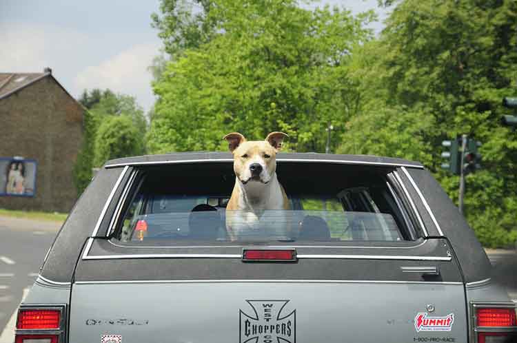 safest way to transport dog in car