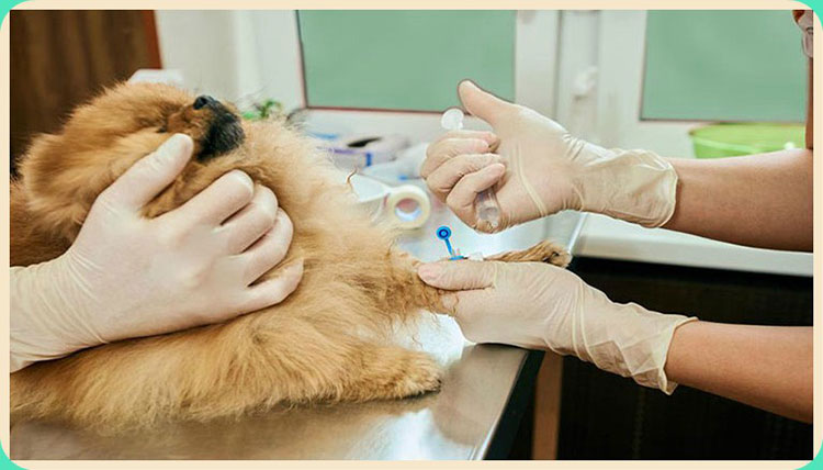 Immunization Schedule for Puppies