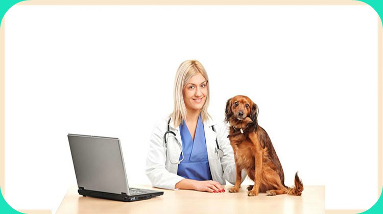 Health Care Tips for Small Breed Dogs