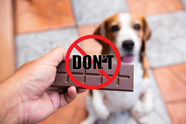 Why Chocolate Is Bad For Dogs?