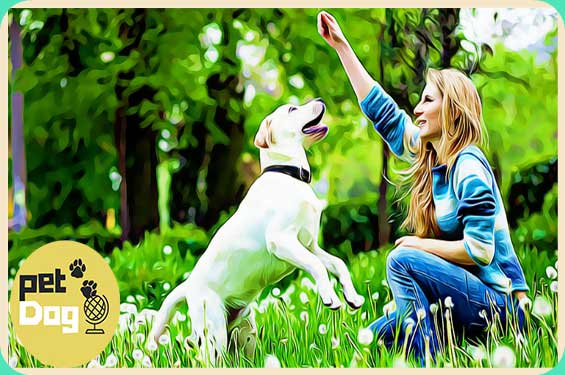 Play more with your dogs