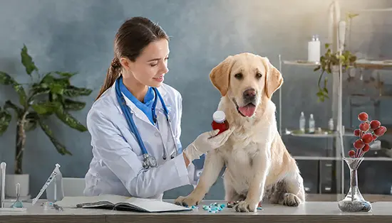 Labrador Retrievers Health and Care