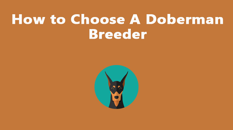 How to Choose A Doberman Breeder
