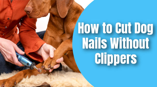 How To Cut Dog Nails Without Clippers