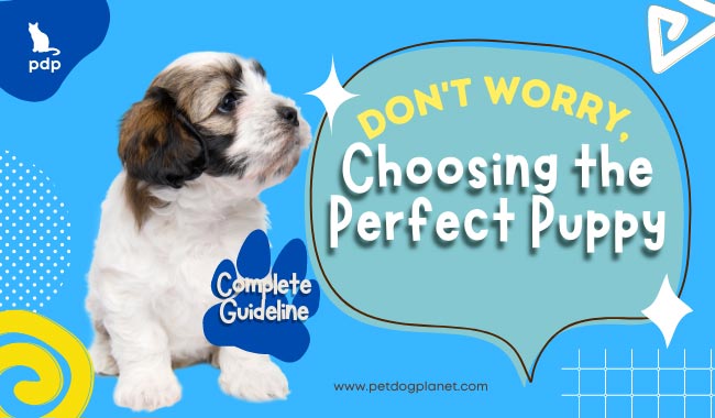 Choosing the Perfect Puppy