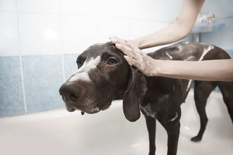 dog grooming career