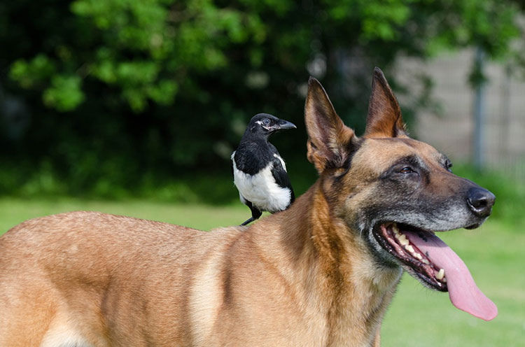 Guide to Train Your Dog to Get Along with Your Bird
