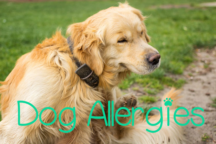 Dog Allergies