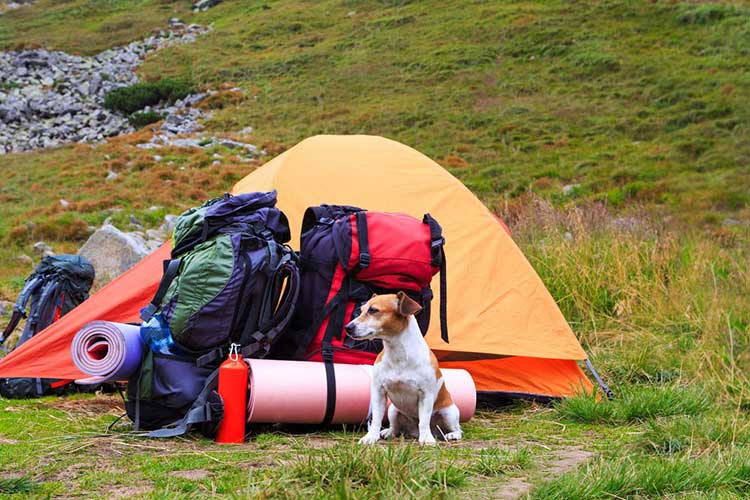 hiking with dog