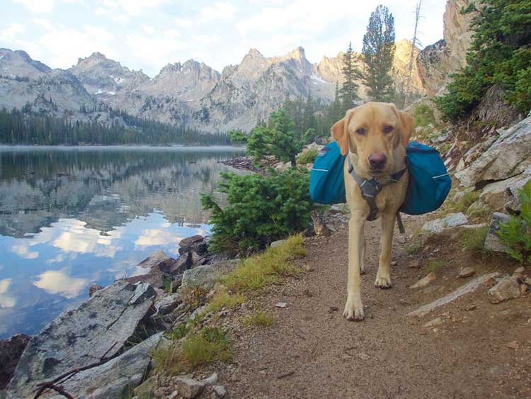 Backpack for dogs