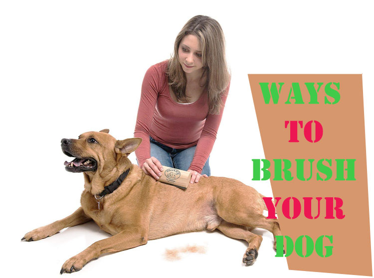how to brush your dog