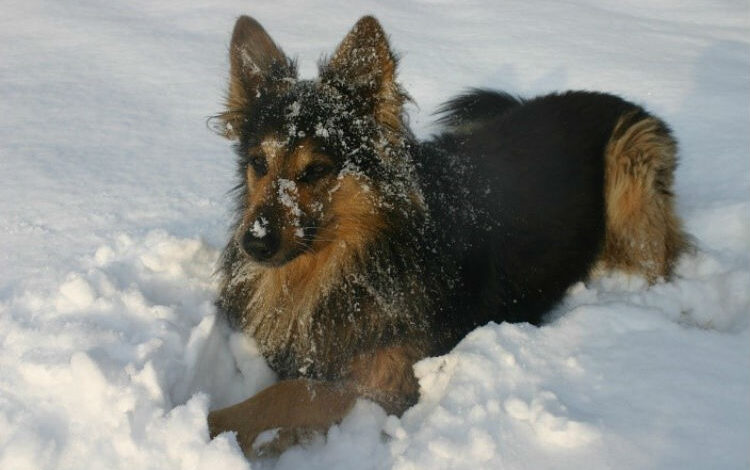 Winter activities for dogs