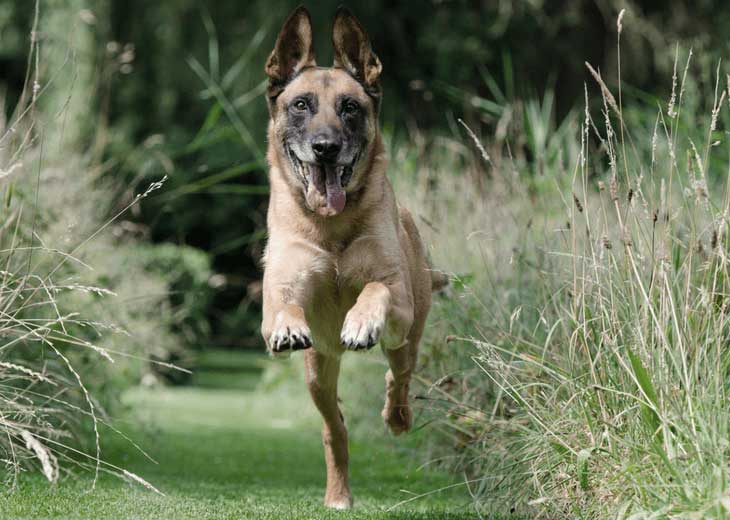 E-Collars for Training Your Dog