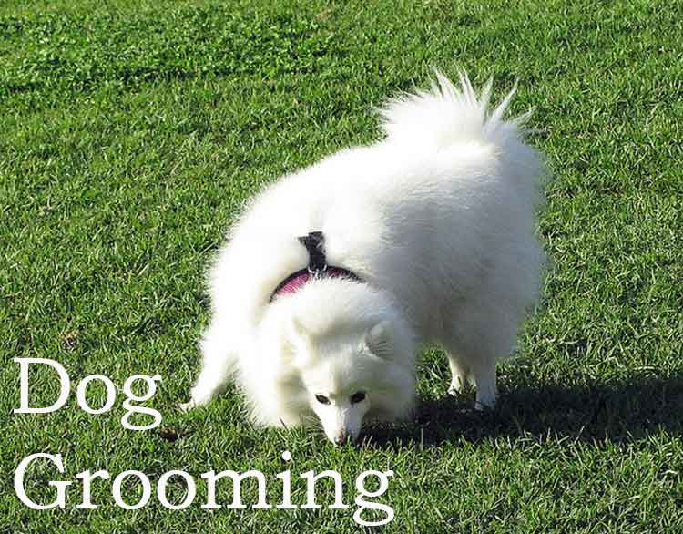 dog grooming tips